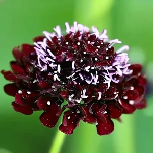 Scabiosa Black Knight Seeds - Deep Purple-Black Blooms, Attracts Pollinators, 50 Seeds - Image 2
