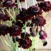 Scabiosa Black Knight Seeds - Deep Purple-Black Blooms, Attracts Pollinators, 50 Seeds - Image 1