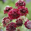 Scabiosa Fire King Seeds - 50 Count - Vibrant Red & Yellow Pincushion Flowers - Image 1