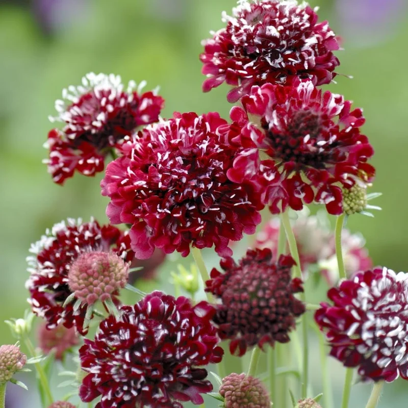Scabiosa Fire King Seeds - 50 Count - Vibrant Red & Yellow Pincushion Flowers - Image 1