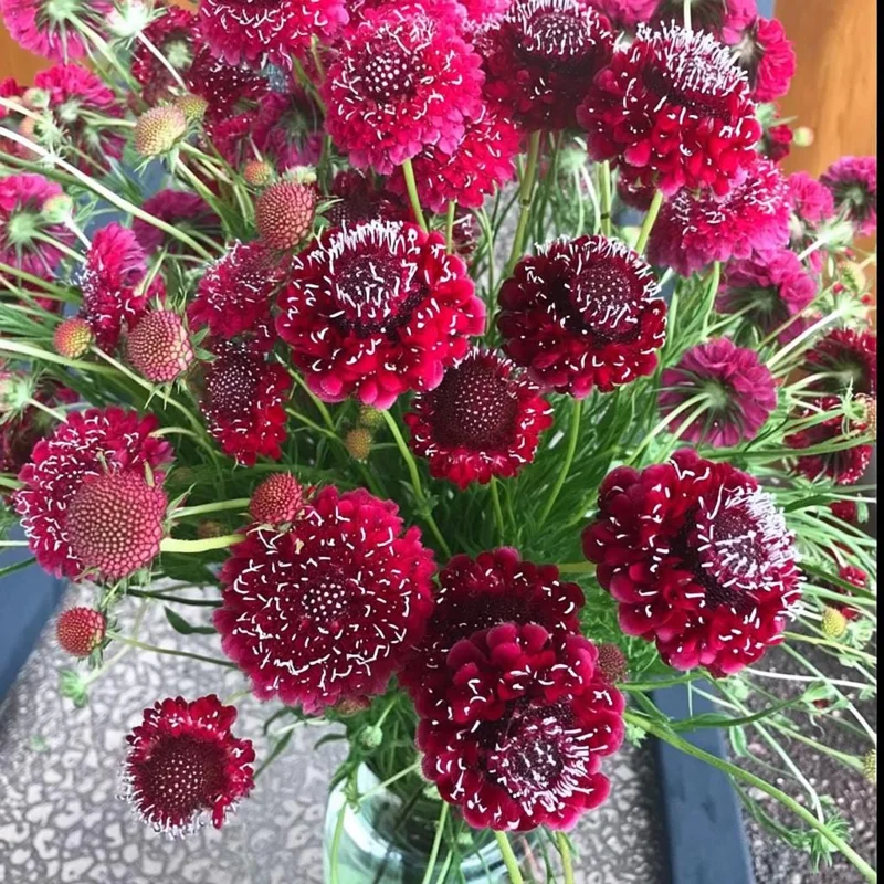 Scabiosa Fire King Seeds - 50 Count - Vibrant Red & Yellow Pincushion Flowers - Image 2