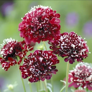 Scabiosa Fire King Seeds - 50 Count - Vibrant Red & Yellow Pincushion Flowers - Image 3