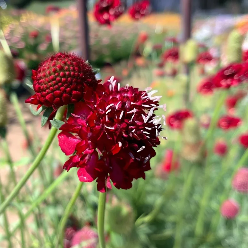 Scabiosa Fire King Seeds - 50 Count - Vibrant Red & Yellow Pincushion Flowers - Image 4