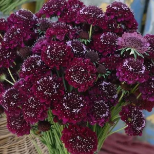 Scabiosa Merlot Red Seeds - 50 Count, Deep Red Blooms, Attracts Pollinators - Image 2