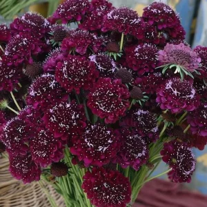 Scabiosa Merlot Red Seeds - 50 Count, Deep Red Blooms, Attracts Pollinators, Cut Flowers - Image 2