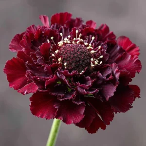 Scabiosa Merlot Red Seeds - 50 Count, Deep Red Blooms, Attracts Pollinators - Image 3