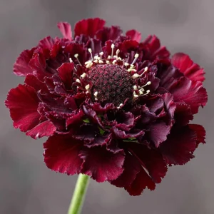 Scabiosa Merlot Red Seeds - 50 Count, Deep Red Blooms, Attracts Pollinators, Cut Flowers - Image 3