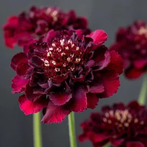 Scabiosa Merlot Red Seeds - 50 Count, Deep Red Blooms, Attracts Pollinators, Cut Flowers - Image 4