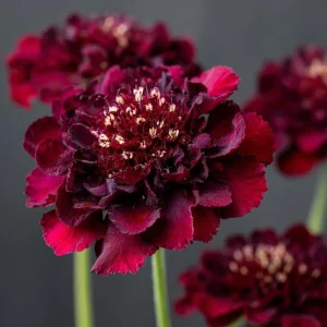 Scabiosa Merlot Red Seeds - 50 Count, Deep Red Blooms, Attracts Pollinators - Image 4