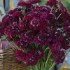Scabiosa Merlot Red Seeds - 50 Count, Deep Red Blooms, Attracts Pollinators, Cut Flowers - Image 1