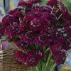 Scabiosa Merlot Red Seeds - 50 Count, Deep Red Blooms, Attracts Pollinators - Image 1