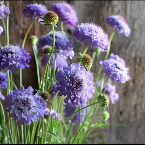 Scabiosa Oxford Blue Seeds - 50 Pincushion Flower Seeds, Soft Blue Blooms - Image 2
