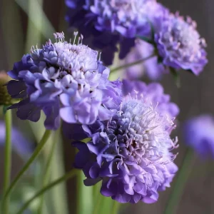 Scabiosa Oxford Blue Seeds - 50 Pincushion Flower Seeds, Soft Blue Blooms - Image 3