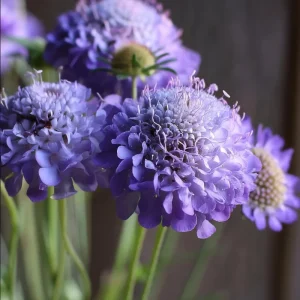 Scabiosa Oxford Blue Seeds - 50 Pincushion Flower Seeds, Soft Blue Blooms - Image 1