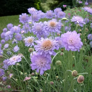 Scabiosa Oxford Blue Seeds - 50 Pincushion Flower Seeds, Soft Blue Blooms - Image 4