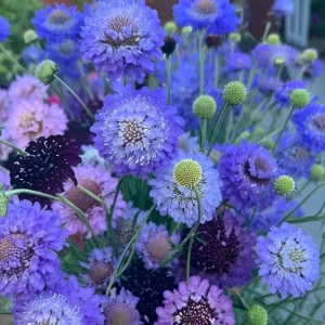 Scabiosa Oxford Blue Seeds - 50 Pincushion Flower Seeds, Soft Blue Blooms - Image 5