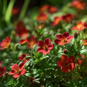 Scarlet Cinquefoil Seeds - 200 Heirloom Potentilla thurberi, Perennial, Full Sun - Image 2