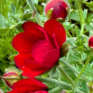 Scarlet Cinquefoil Seeds - 200 Heirloom Potentilla thurberi, Perennial, Full Sun - Image 3