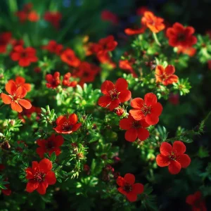 Scarlet Cinquefoil Seeds - 200 Heirloom Potentilla thurberi, Perennial, Full Sun - Image 4