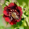 Scarlet Cinquefoil Seeds - 200 Heirloom Potentilla thurberi, Perennial, Full Sun - Image 1
