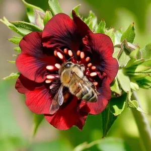 Scarlet Cinquefoil Seeds - 200 Heirloom Potentilla thurberi, Perennial, Full Sun - Image 1