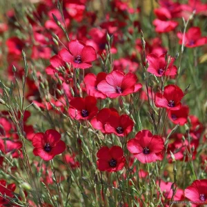 Scarlet Flax Seeds - Linum grandiflorum Red Wildflower Seeds, 100 Count, Pollinator Friendly, Annual - Image 2