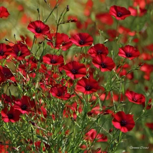 Scarlet Flax Seeds - Linum grandiflorum Red Wildflower Seeds, 100 Count, Pollinator Friendly, Annual - Image 3