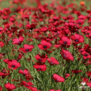 Scarlet Flax Seeds - Linum grandiflorum Red Wildflower Seeds, 100 Count, Pollinator Friendly, Annual - Image 4