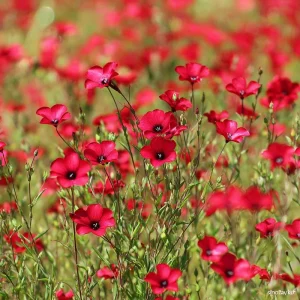 Scarlet Flax Seeds - Linum grandiflorum Red Wildflower Seeds, 100 Count, Pollinator Friendly, Annual - Image 1