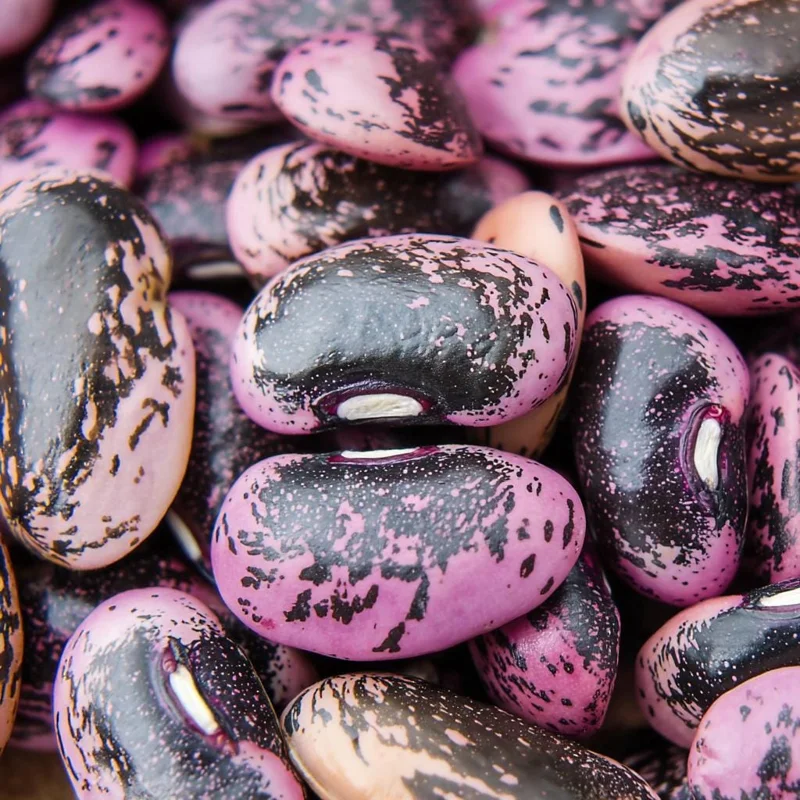 Scarlet Runner Bean Seeds - 15 Count Heirloom Edible & Ornamental Climbing Vines - Image 2