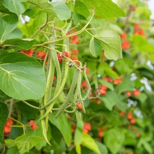 Scarlet Runner Bean Seeds - 15 Count Heirloom Edible & Ornamental Climbing Vines - Image 3