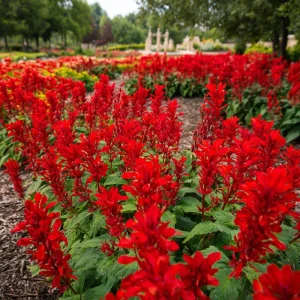 Scarlet Sage Seeds – 100 Count – Vibrant Red Blooms – Salvia Splendens Flower Seeds - Image 2