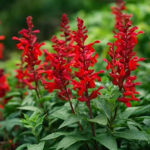 Scarlet Sage Seeds – 100 Count – Vibrant Red Blooms – Salvia Splendens Flower Seeds - Image 1