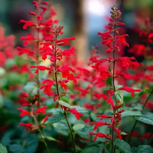 Scarlet Sage Seeds – 100 Count – Vibrant Red Blooms – Salvia Splendens Flower Seeds - Image 3