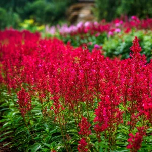 Scarlet Sage Seeds – 100 Count – Vibrant Red Blooms – Salvia Splendens Flower Seeds - Image 4