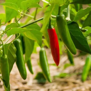 Serrano Pepper Live Plant - 2 Plants per 4-Inch Pot, Hot Peppers - Image 2