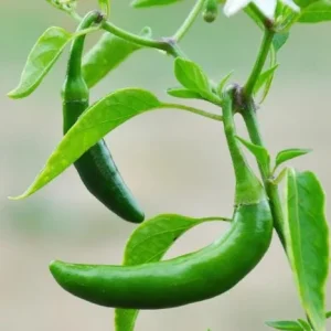 Serrano Pepper Live Plant - 2 Plants per 4-Inch Pot, Hot Peppers - Image 3