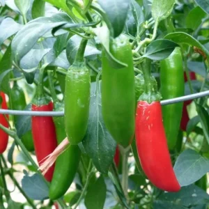 Serrano Pepper Live Plant - 2 Plants per 4-Inch Pot, Hot Peppers - Image 4
