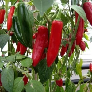 Serrano Pepper Live Plant - 2 Plants per 4-Inch Pot, Hot Peppers - Image 5