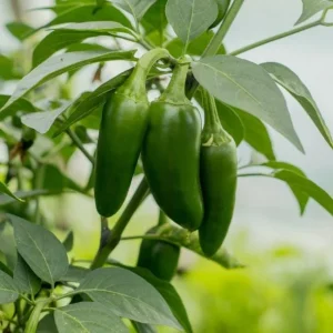 Serrano Pepper Live Plant - 2 Plants per 4-Inch Pot, Hot Peppers - Image 6