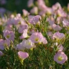 Showy Evening Primrose Seeds - Pink Fragrant Blooms - 500 Seeds - Outdoor Perennial - Image 1