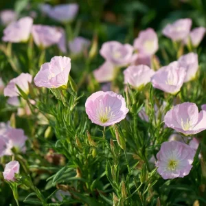 Showy Evening Primrose Seeds - Pink Fragrant Blooms - 500 Seeds - Outdoor Perennial - Image 2