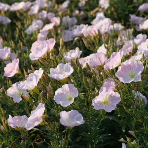 Showy Evening Primrose Seeds - Pink Fragrant Blooms - 500 Seeds - Outdoor Perennial - Image 3
