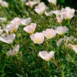 Showy Evening Primrose Seeds - Pink Fragrant Blooms - 500 Seeds - Outdoor Perennial - Image 4