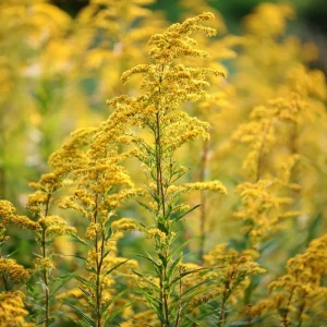 Showy Goldenrod Seeds (Solidago speciosa) - 200 Count - Easy Perennial Wildflower - Image 2