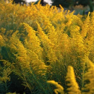 Showy Goldenrod Seeds (Solidago speciosa) - 200 Count - Easy Perennial Wildflower - Image 3