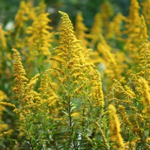 Showy Goldenrod Seeds (Solidago speciosa) - 200 Count - Easy Perennial Wildflower - Image 4