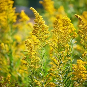 Showy Goldenrod Seeds (Solidago speciosa) - 200 Count - Easy Perennial Wildflower - Image 1