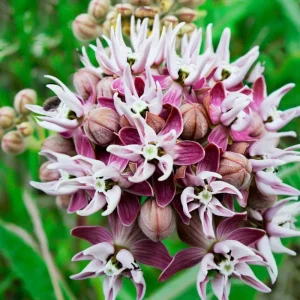 Showy Milkweed Seeds - Asclepias Speciosa - 50 Seeds - Native Wildflower for Pollinators - Image 2
