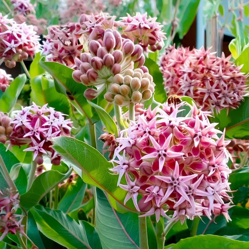 Showy Milkweed Seeds - Asclepias Speciosa - 50 Seeds - Native Wildflower for Pollinators - Image 3